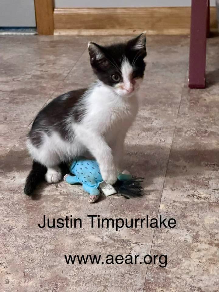 Justin Timpurrlake