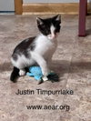 Justin Timpurrlake - Photo 1