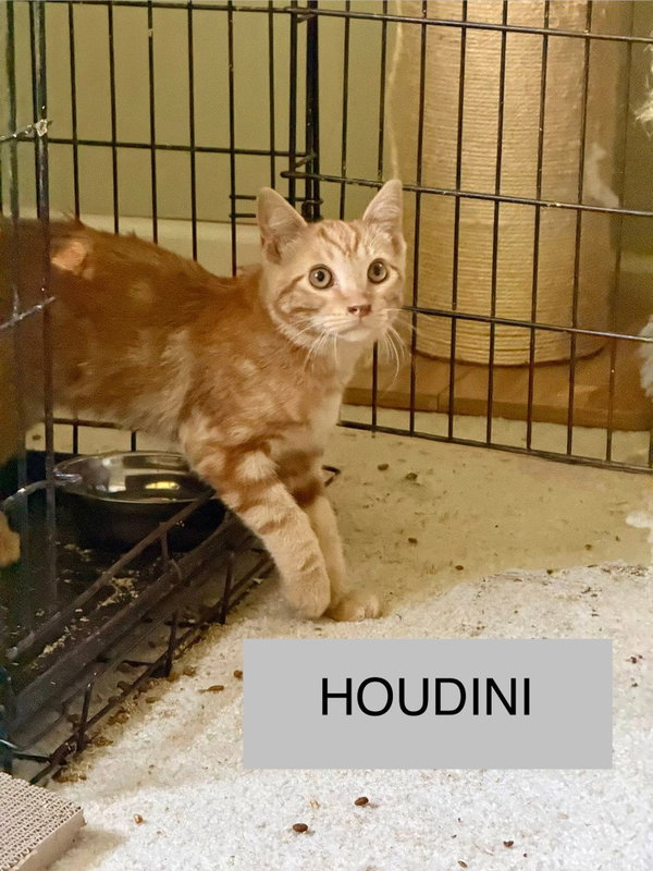 Houdini