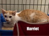 Harriet - Photo 1
