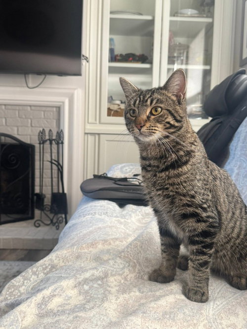 LILLY - Domestic Medium Hair available for adoption