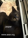 Jasper - Photo 1