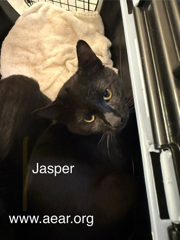 Jasper