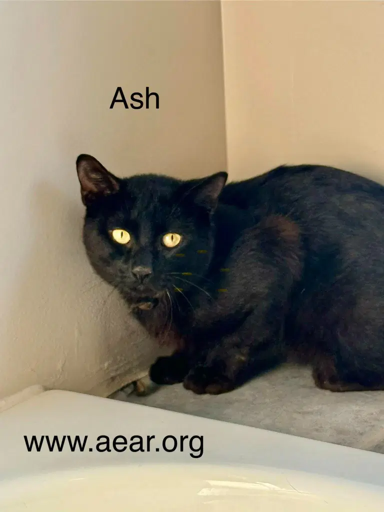 Ash - Domestic Medium Hair