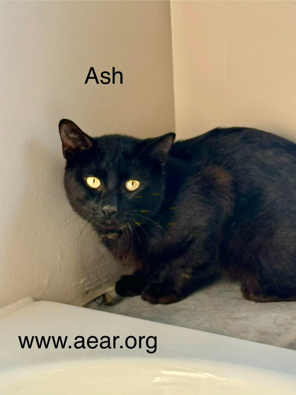 Ash