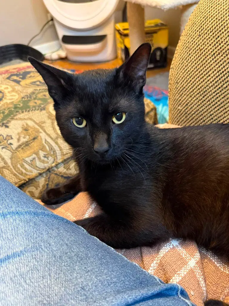Ash - Domestic Medium Hair