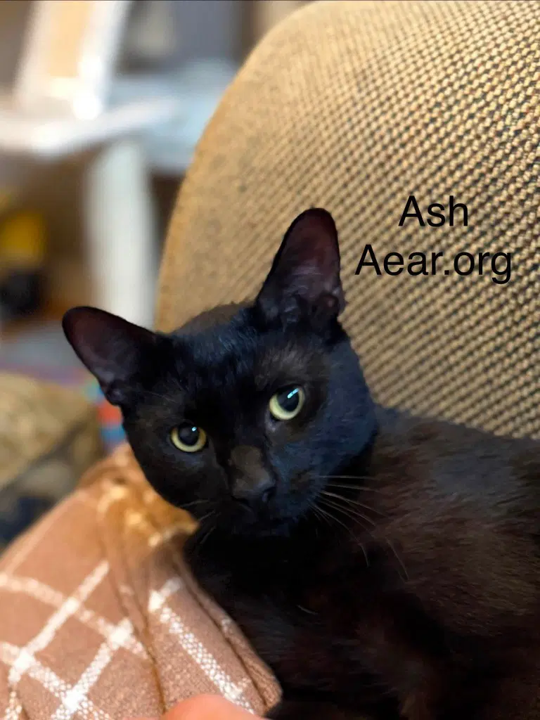 Ash image 3
