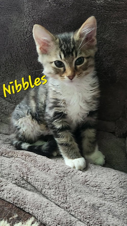 Nibbles photo 3