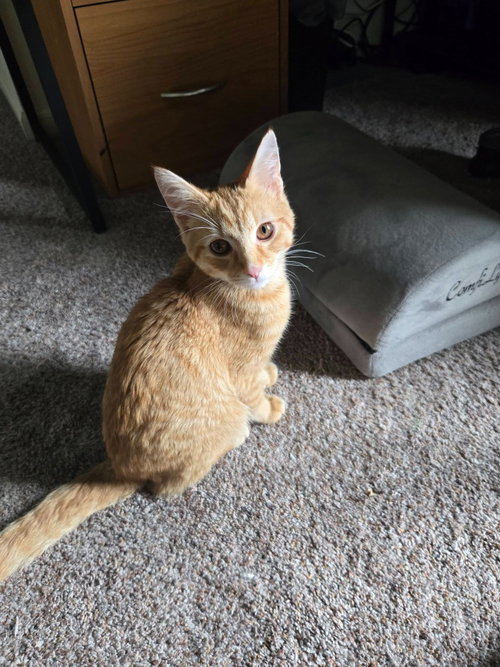 Zipper, an adoptable Domestic Medium Hair in Libertyville, IL