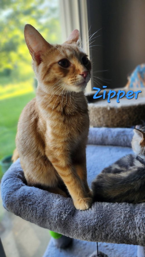 Zipper photo 2