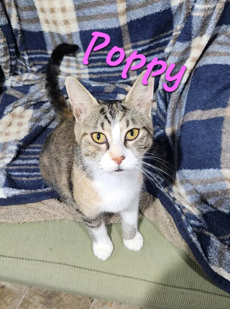 Poppy - Domestic Medium Hair