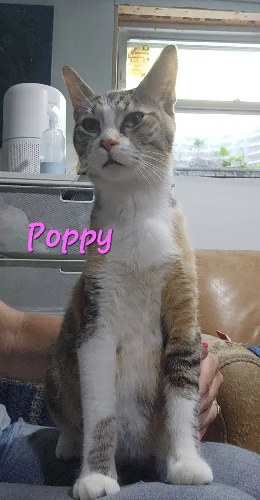 Poppy image 3