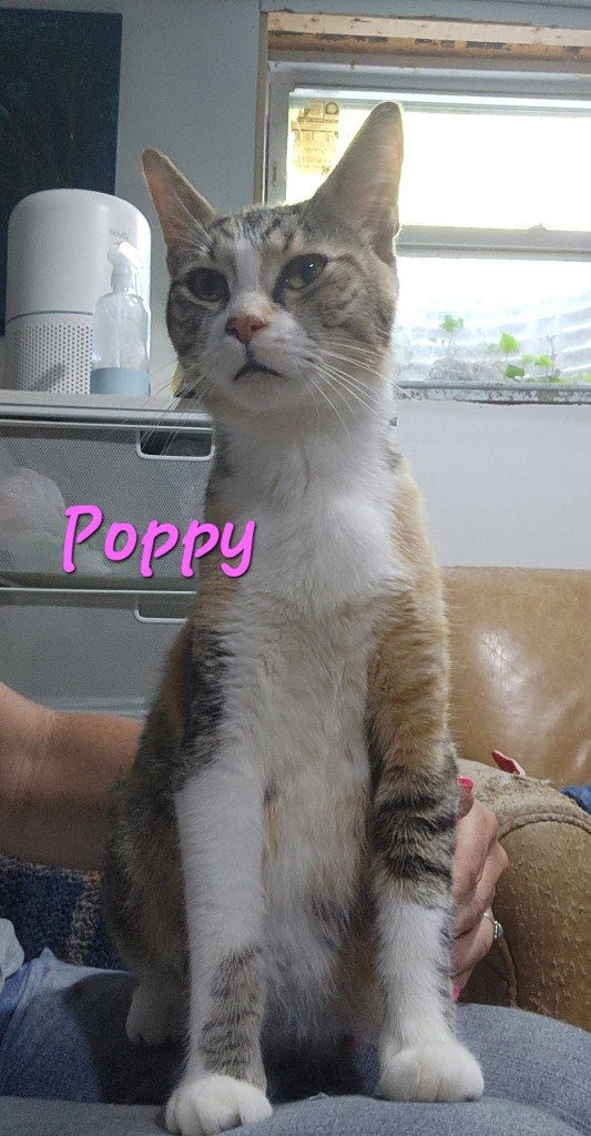 Poppy