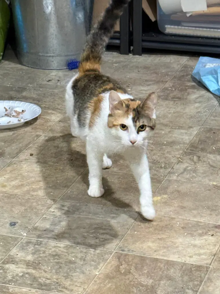 Penelope - Domestic Medium Hair