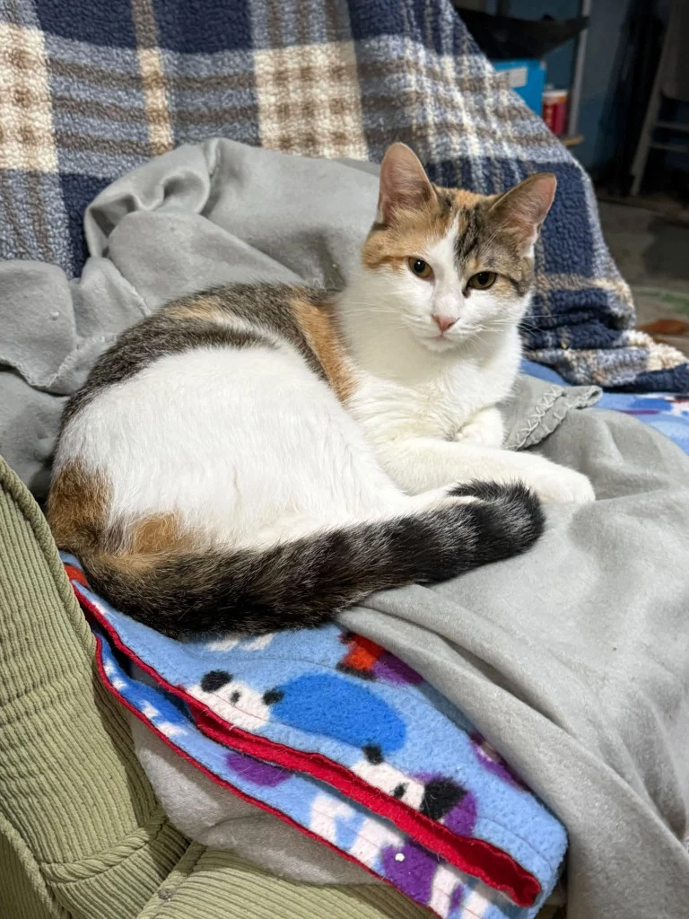 Penelope