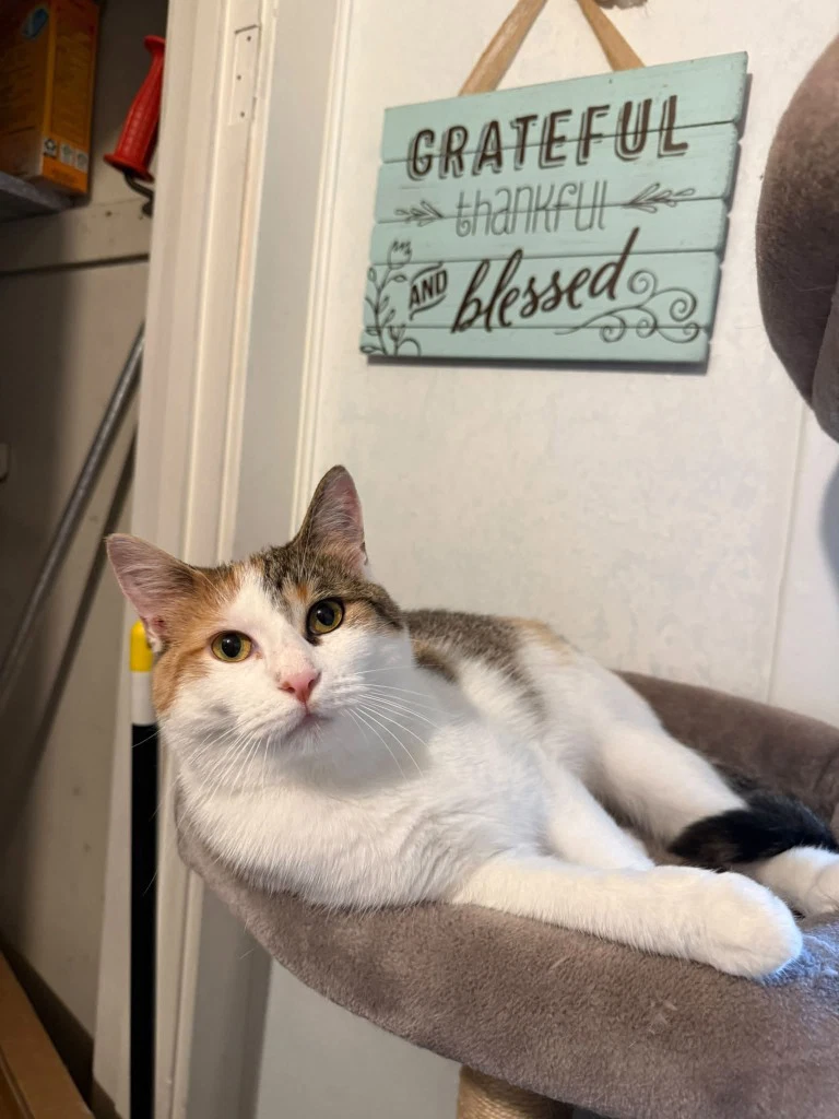 Penelope