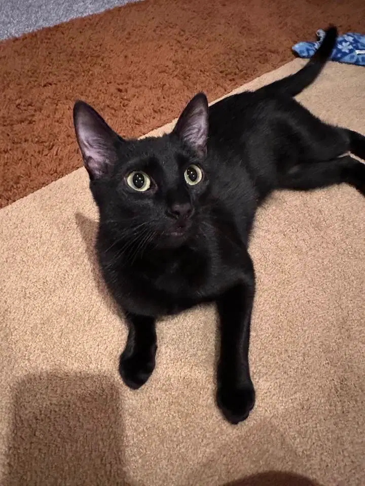 Nimshi - Domestic Medium Hair