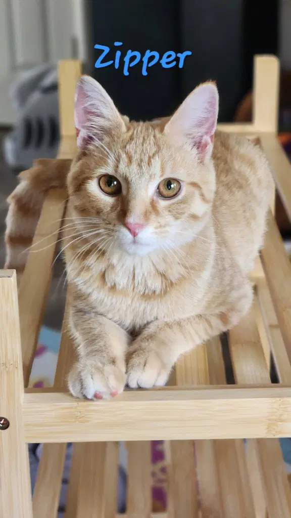 Zipper - Domestic Medium Hair