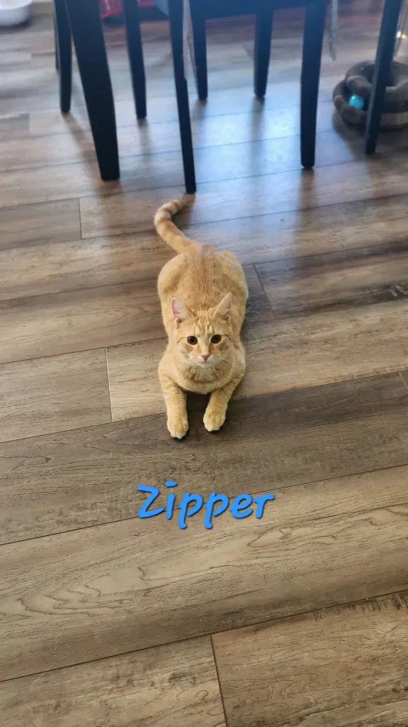 Zipper image 2