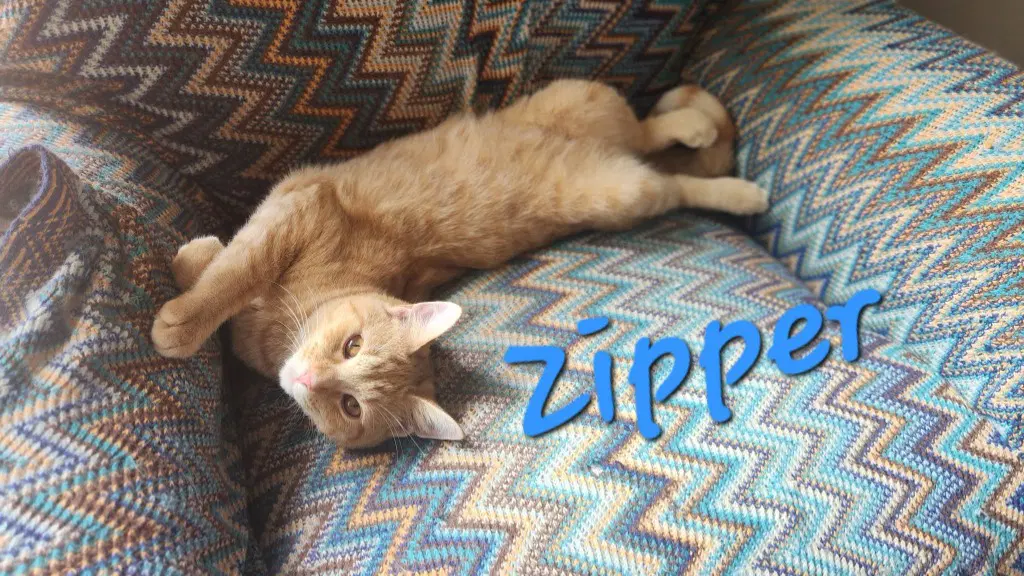 Zipper image 4