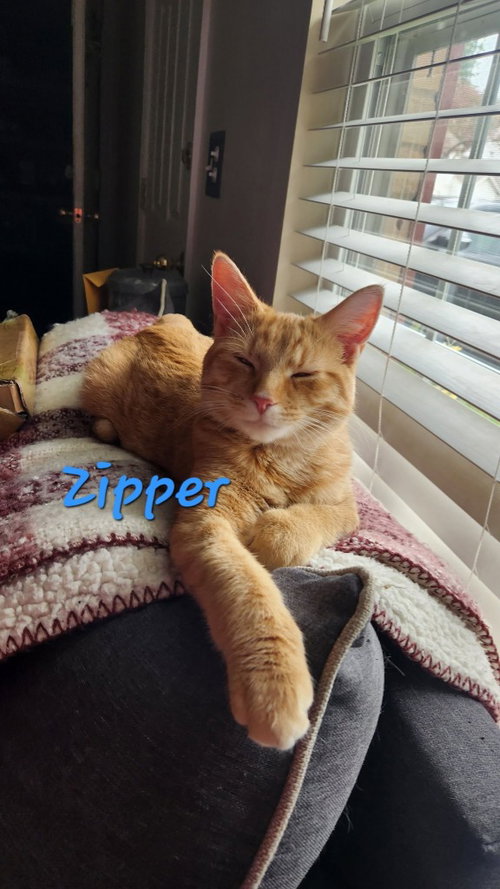 Photo 3 of Zipper