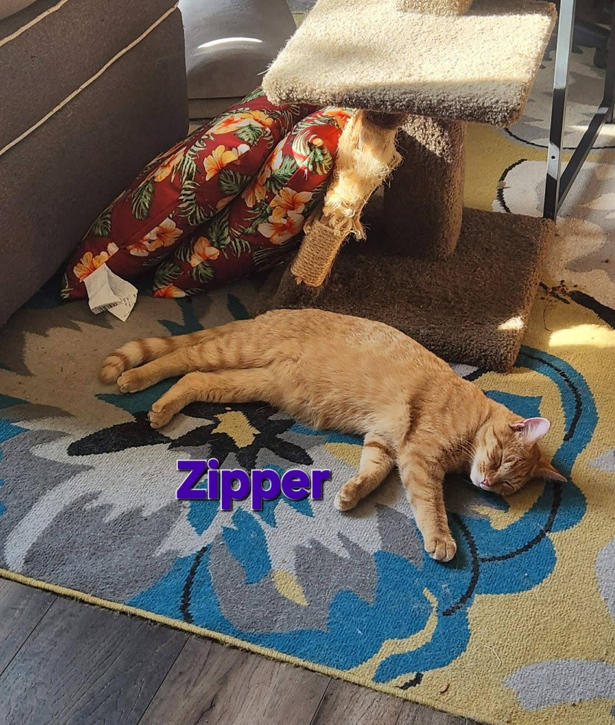 Zipper, photo 4