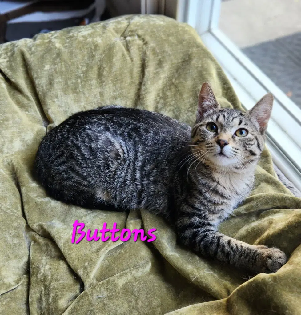 Buttons - Domestic Medium Hair