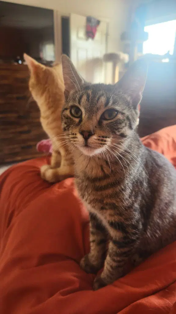 Buttons - Domestic Medium Hair