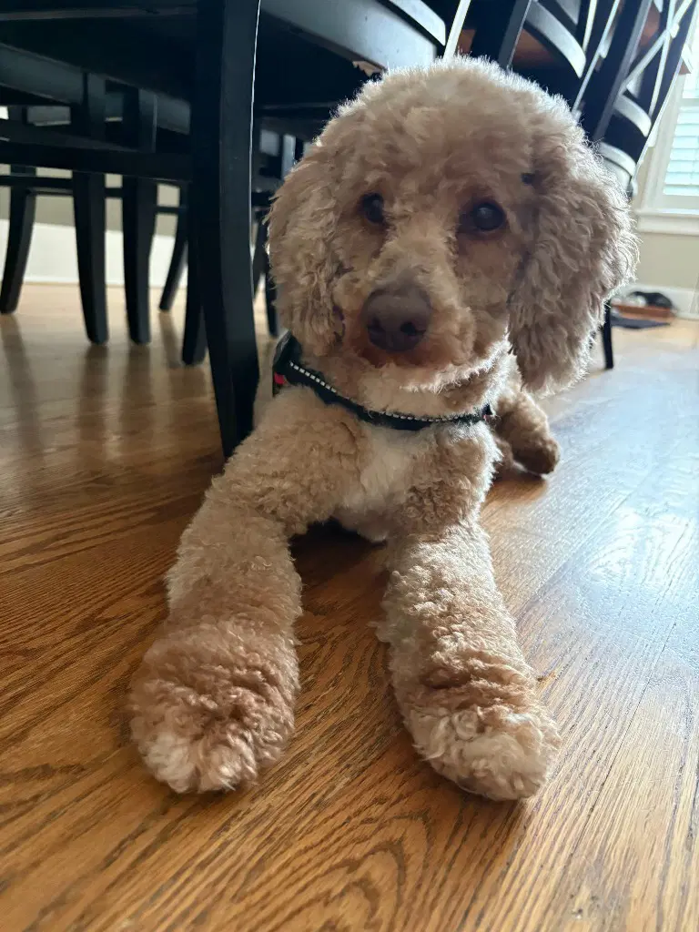 Marley - Poodle (unknown type)