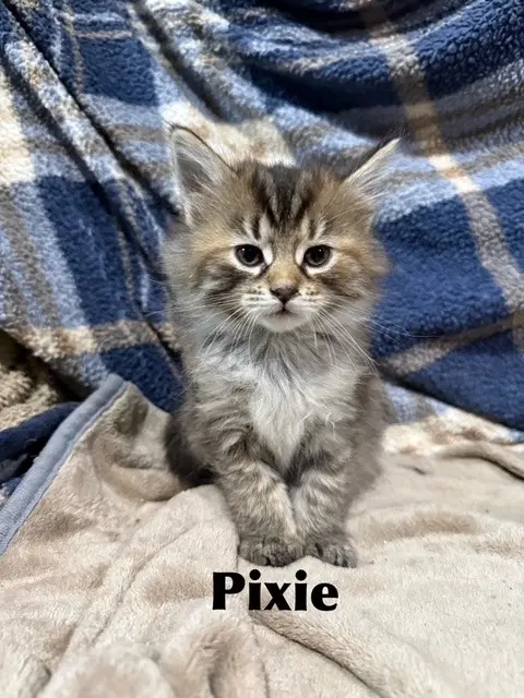 Pixie - Domestic Medium Hair