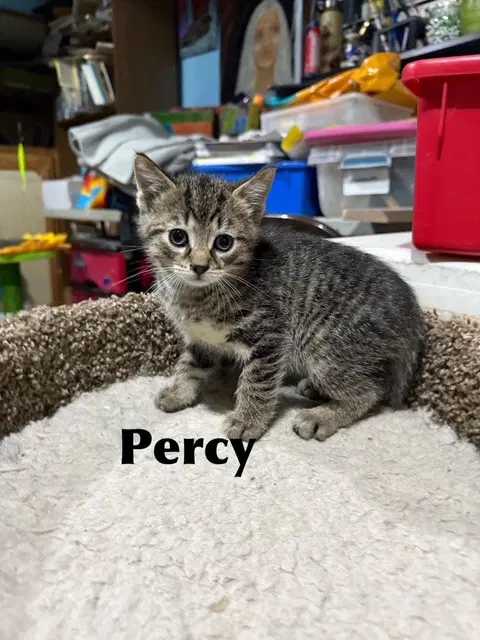 Percy - Domestic Medium Hair