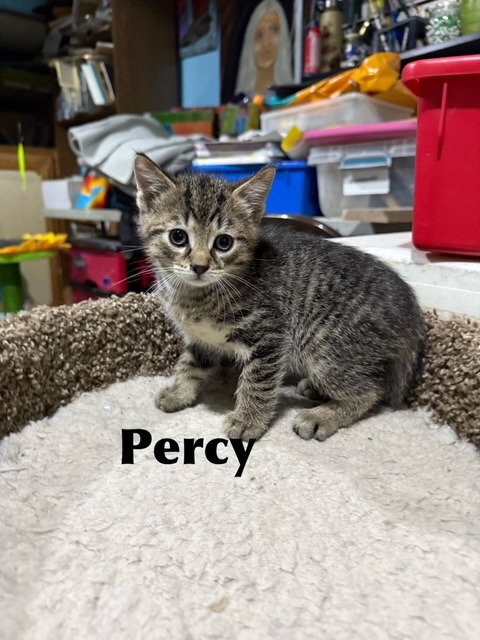 Percy, a cat for adoption from Animal Education and Rescue