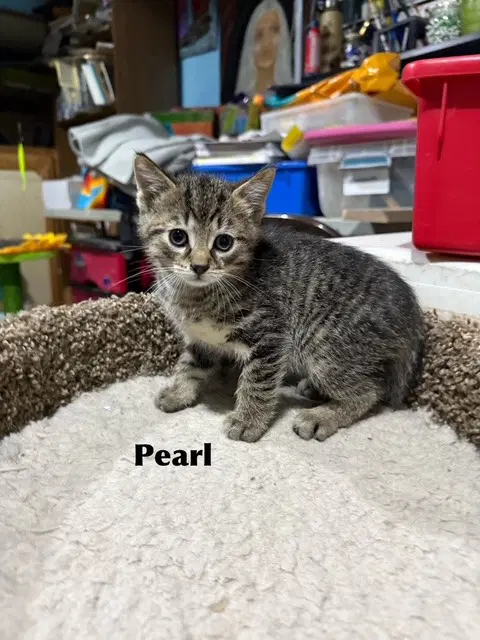 Pearl - Domestic Medium Hair