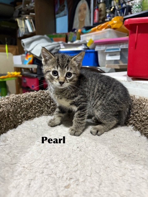 picture of the cat needing adoption