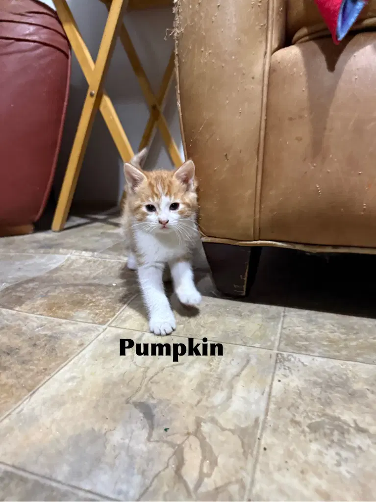 Pumpkin - Domestic Medium Hair