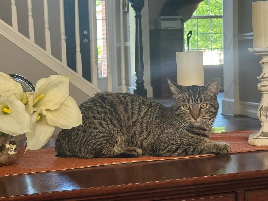 Lilly - Domestic Medium Hair