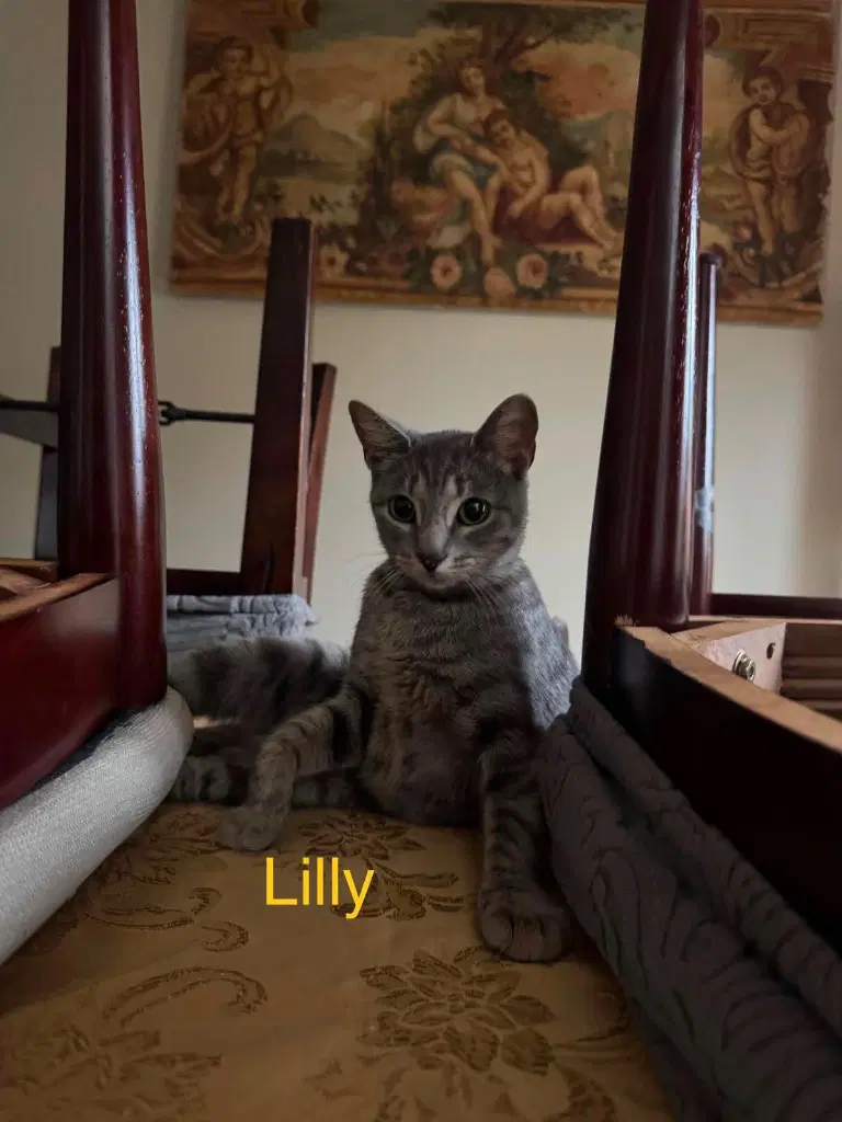 Lilly image 2