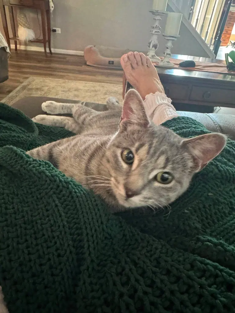 Lilly - Domestic Medium Hair