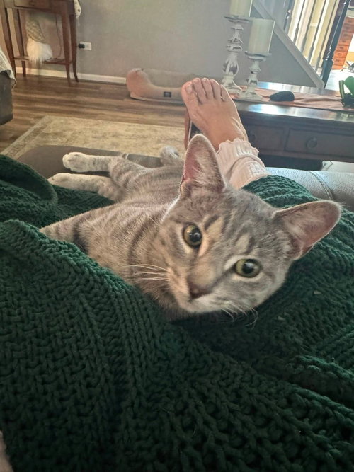 picture of the cat needing adoption