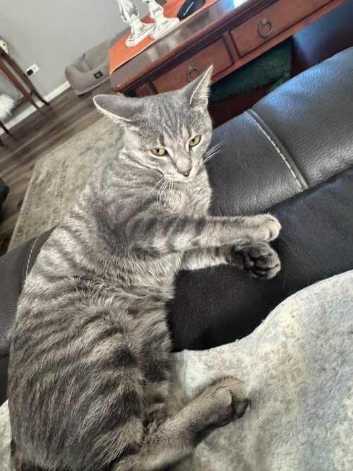 Photo 3 of Lilly