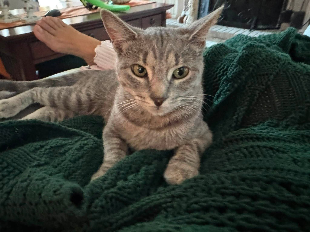 Lilly, photo 4