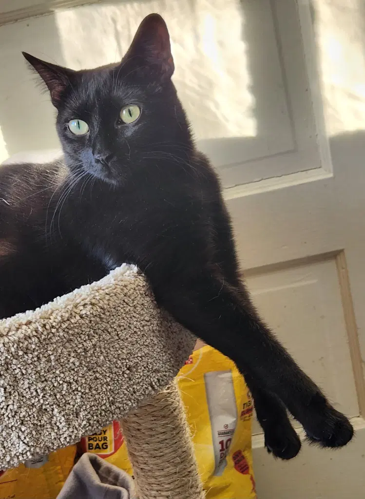 Betty - Domestic Short Hair