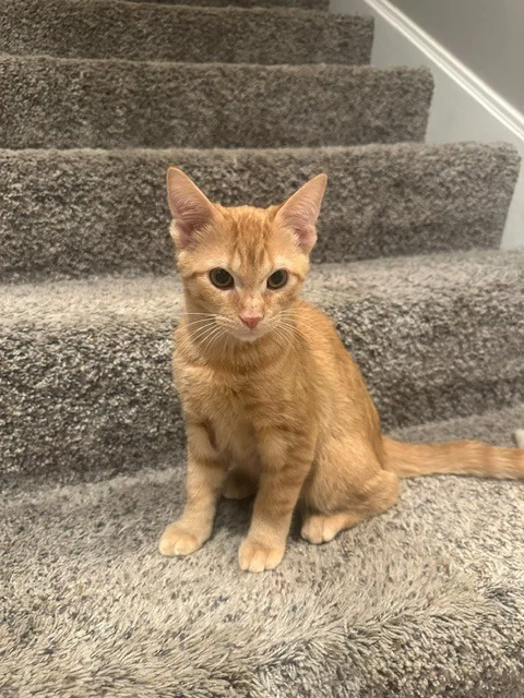 Cosmo