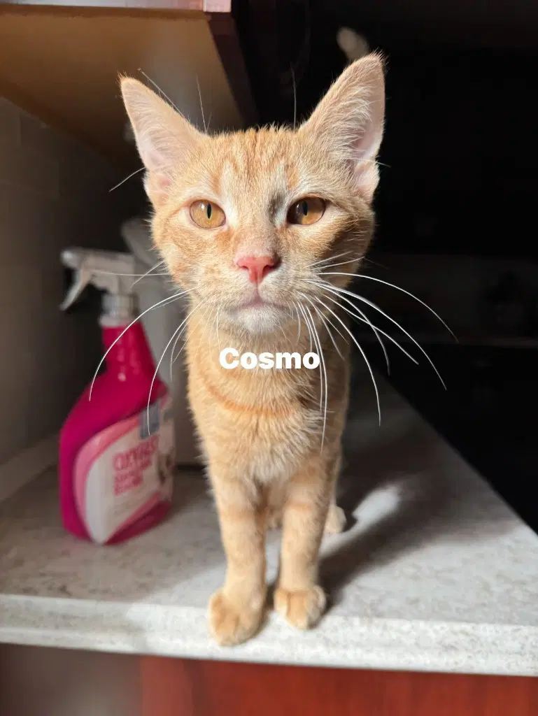Cosmo image 2