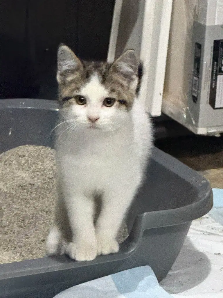 Chips - American Curl