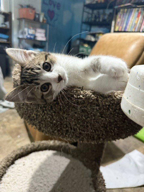 Pretzel, American Curl
