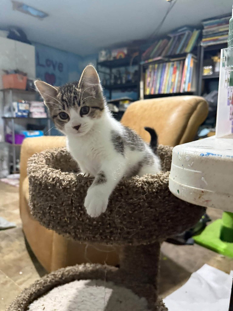Pretzel, photo 3