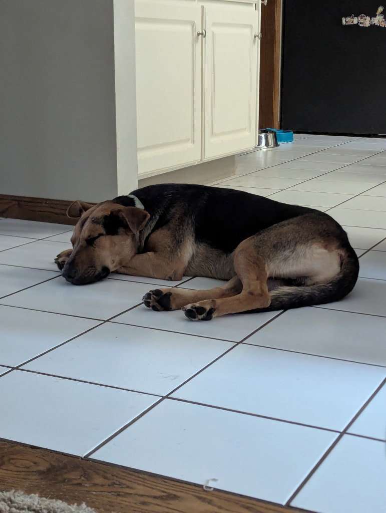 Halo, German Shepherd Dog