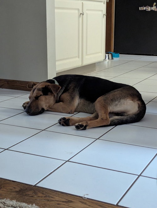 Halo, a dog for adoption from Animal Education and Rescue