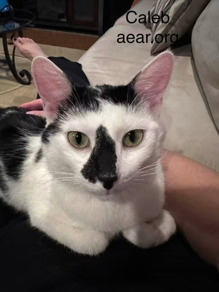 Caleb, Domestic Medium Hair